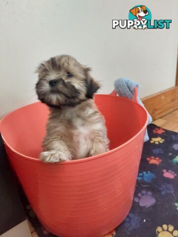 Adorable Maltese x Shihtzu puppies x 4