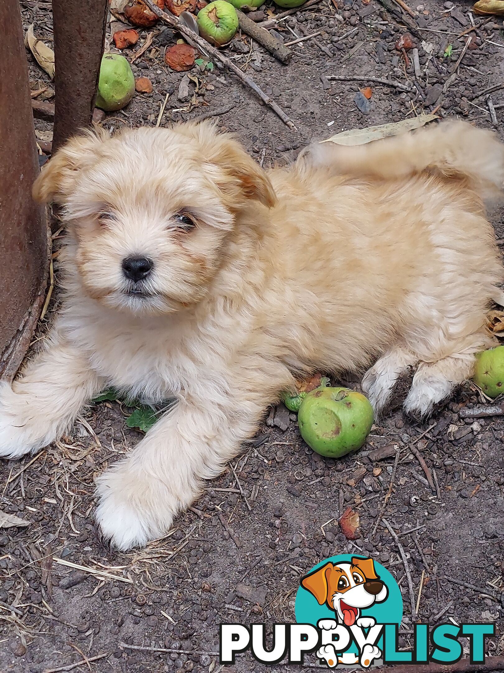 Adorable Maltese x Shihtzu puppies x 4