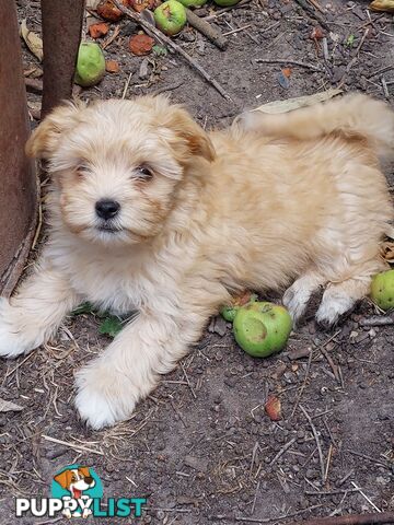 Adorable Maltese x Shihtzu puppies x 4