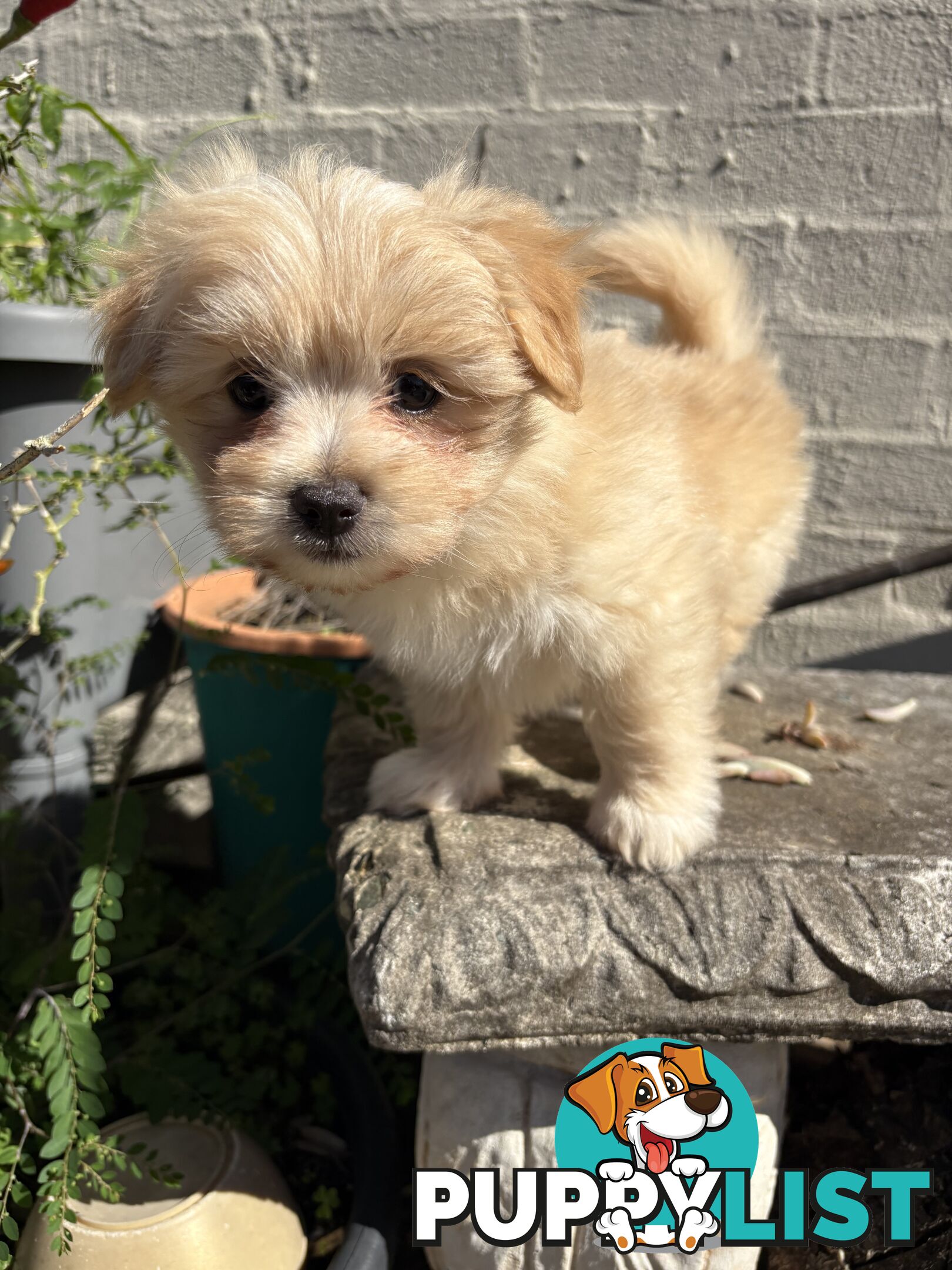 Adorable Pomchi x Maltichon Puppies – 7 Weeks Old