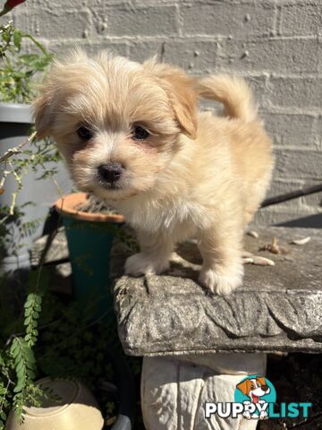 Adorable Pomchi x Maltichon Puppies – 7 Weeks Old