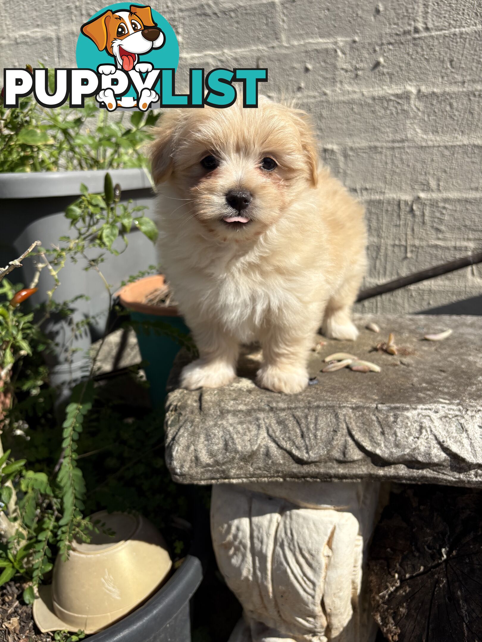 Adorable Pomchi x Maltichon Puppies – 7 Weeks Old