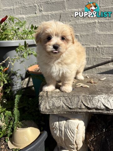Adorable Pomchi x Maltichon Puppies – 7 Weeks Old
