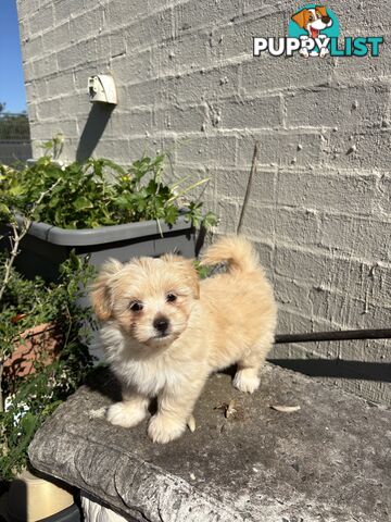 Adorable Pomchi x Maltichon Puppies – 7 Weeks Old