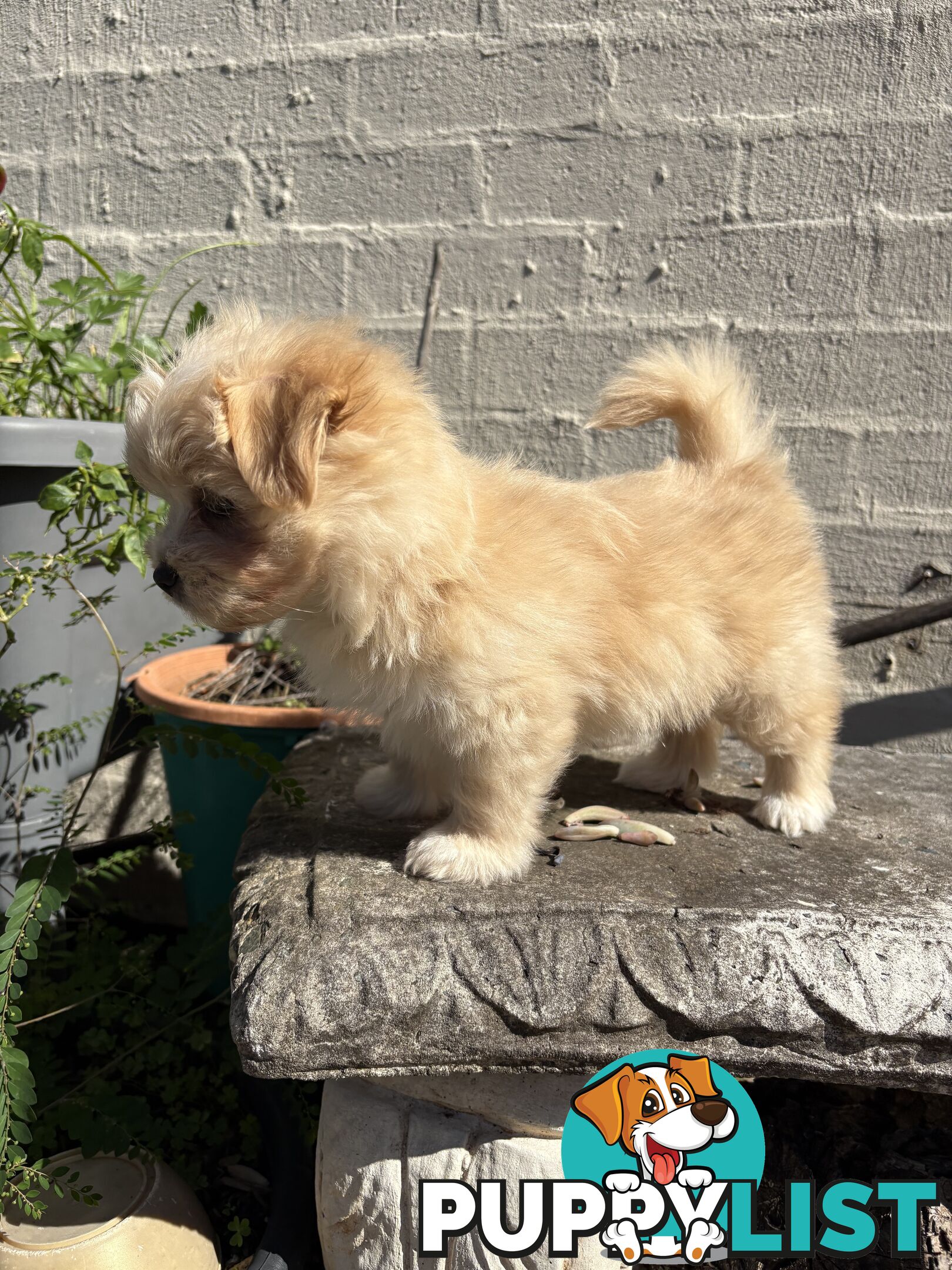 Adorable Pomchi x Maltichon Puppies – 7 Weeks Old