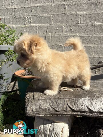 Adorable Pomchi x Maltichon Puppies – 7 Weeks Old