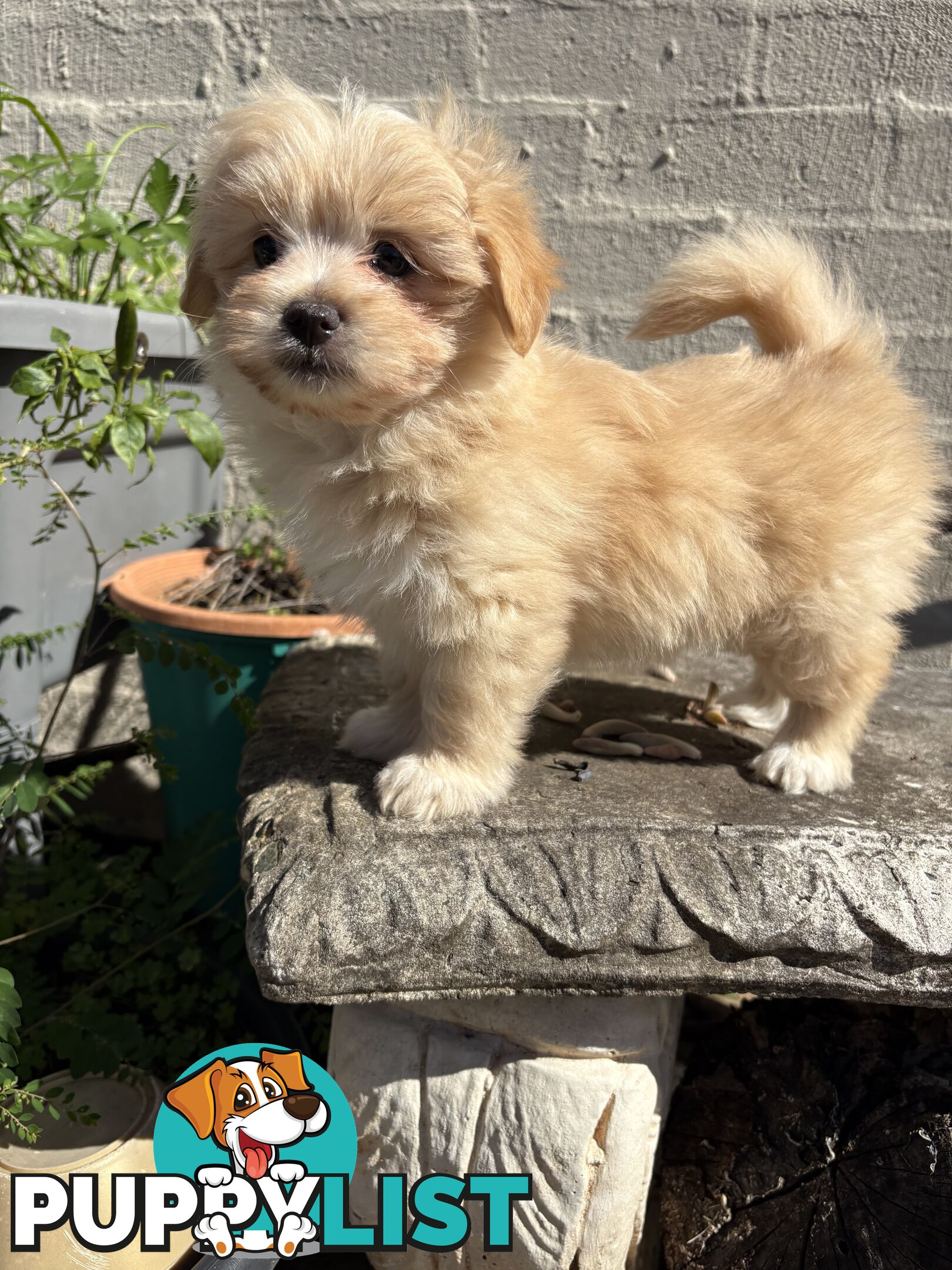 Adorable Pomchi x Maltichon Puppies – 7 Weeks Old
