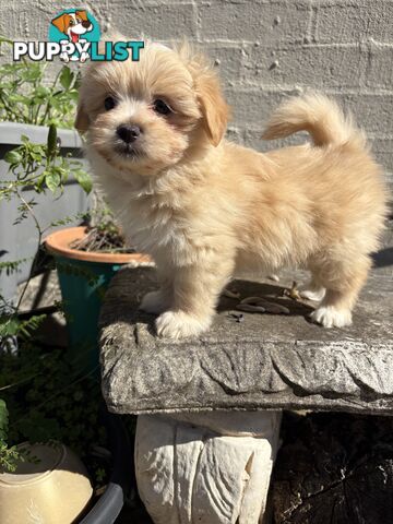 Adorable Pomchi x Maltichon Puppies – 7 Weeks Old