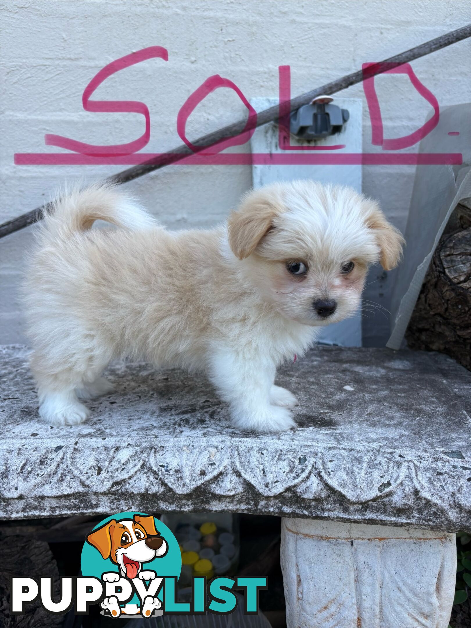 Adorable Pomchi x Maltichon Puppies – 7 Weeks Old