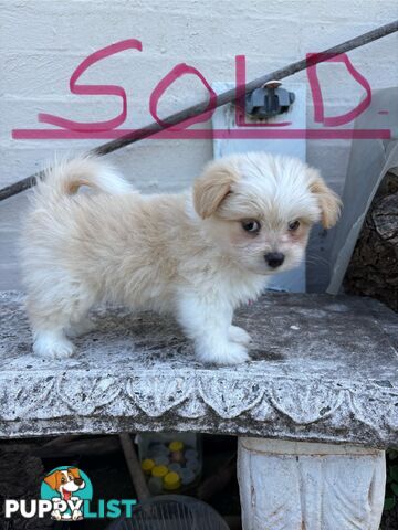 Adorable Pomchi x Maltichon Puppies – 7 Weeks Old
