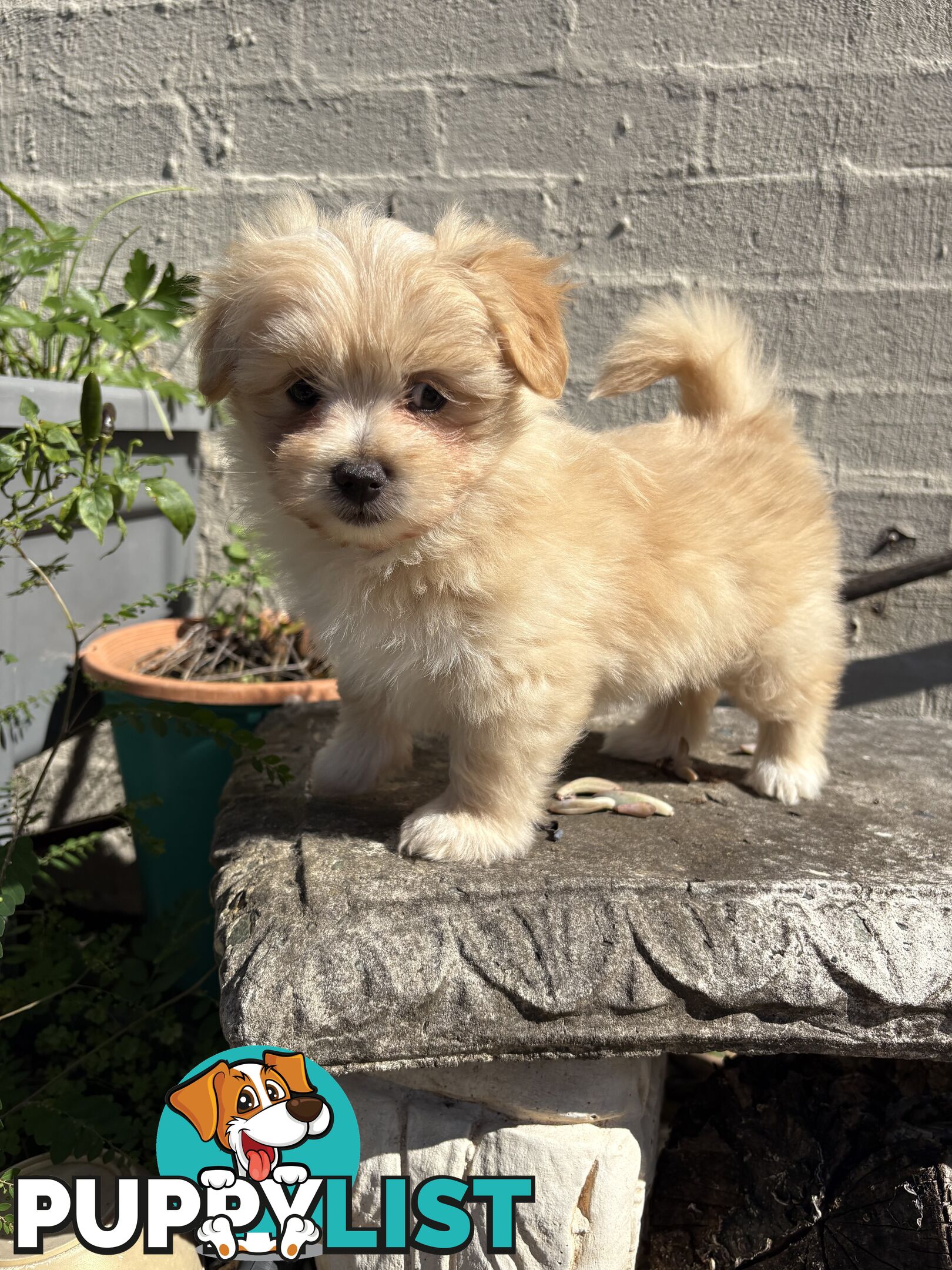 Adorable Pomchi x Maltichon Puppies – 7 Weeks Old