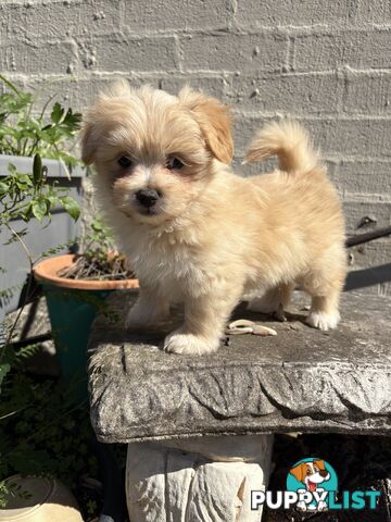 Adorable Pomchi x Maltichon Puppies – 7 Weeks Old