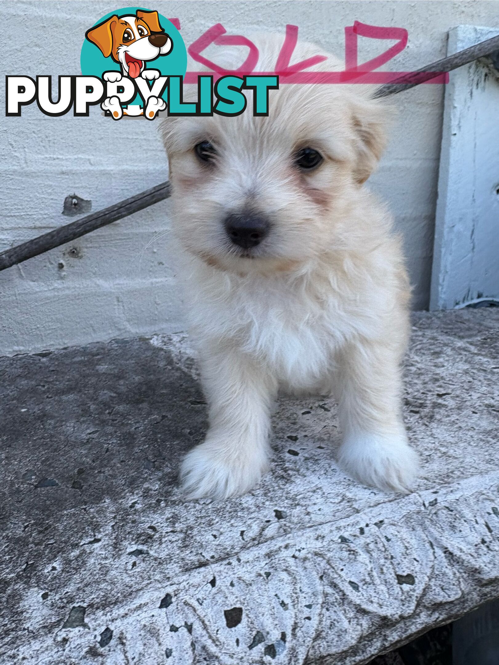 Adorable Pomchi x Maltichon Puppies – 7 Weeks Old