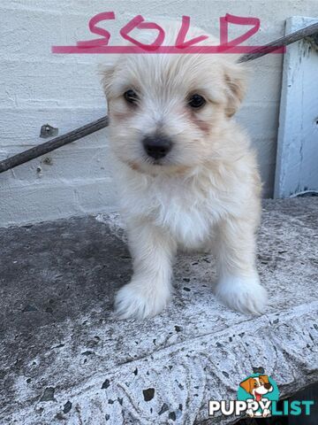 Adorable Pomchi x Maltichon Puppies – 7 Weeks Old