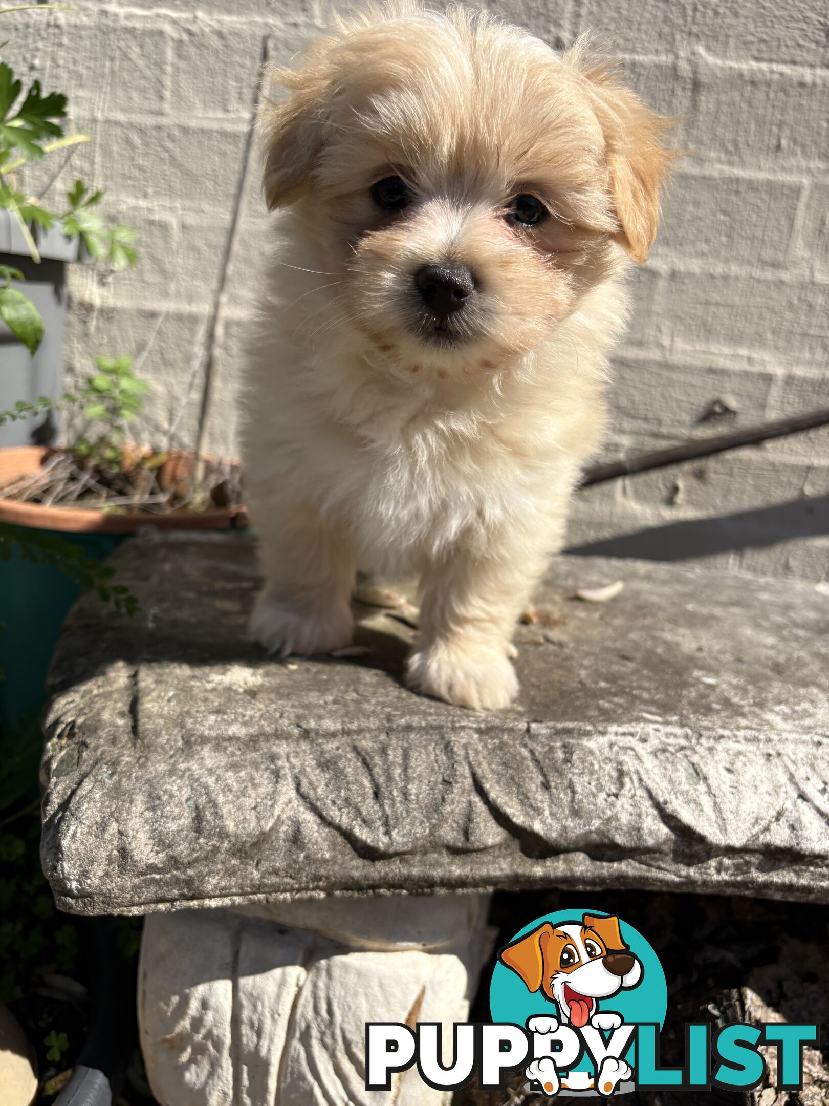 Adorable Pomchi x Maltichon Puppies – 7 Weeks Old