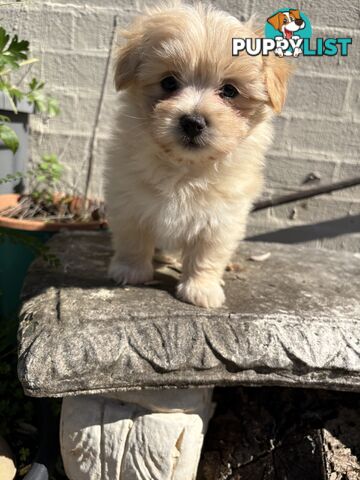 Adorable Pomchi x Maltichon Puppies – 7 Weeks Old