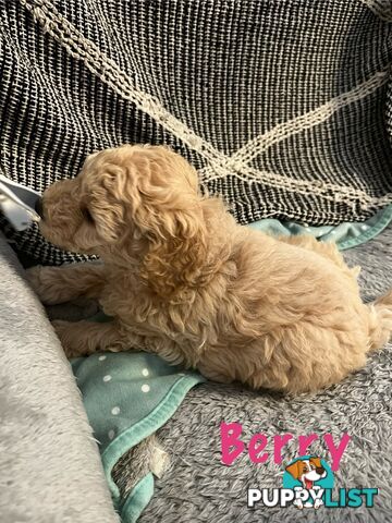 Adorable f1b male Spoodle Puppies for Sale - Ready for Their Forever Homes by 8th October!