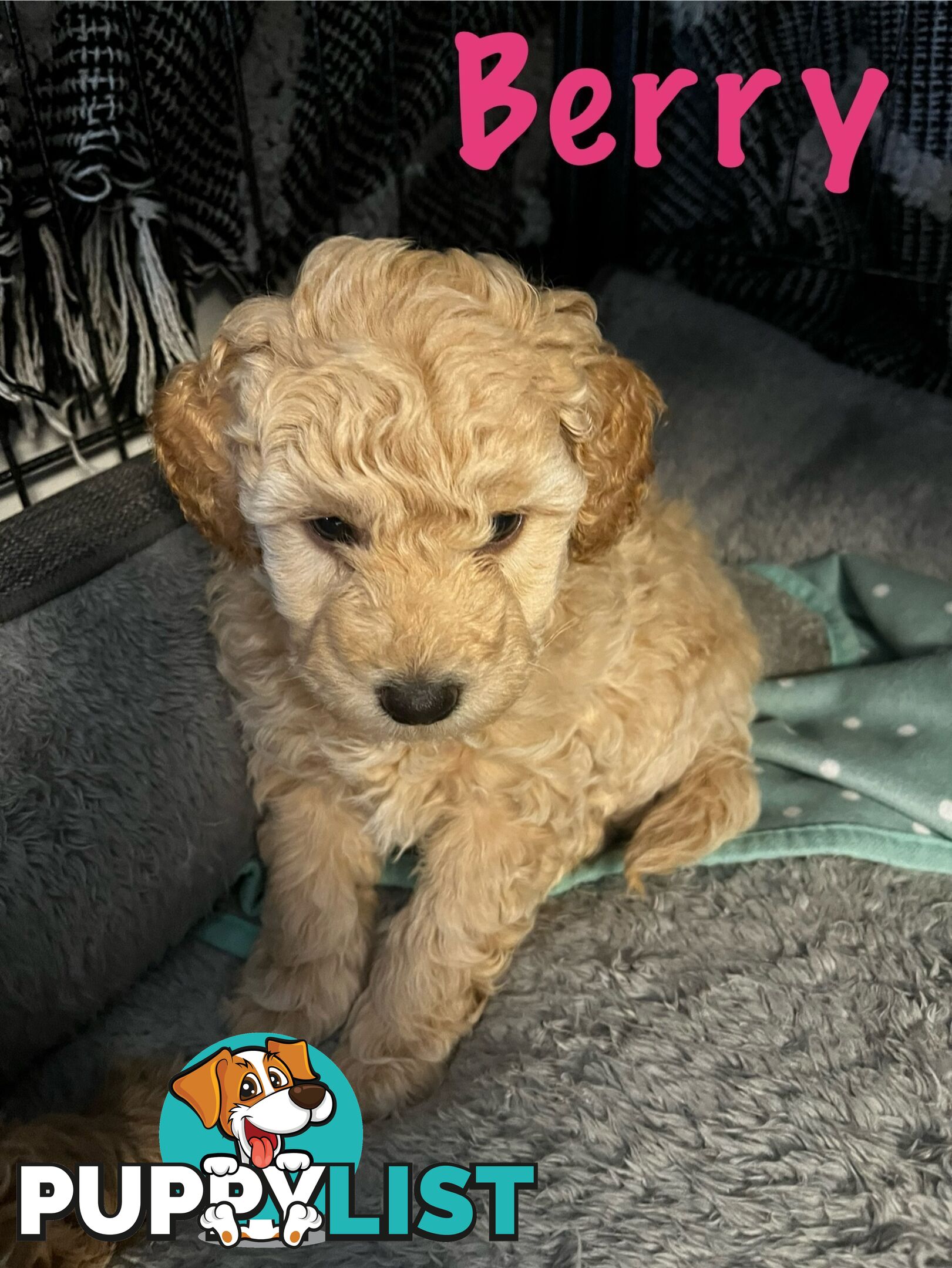 Adorable f1b male Spoodle Puppies for Sale - Ready for Their Forever Homes by 8th October!