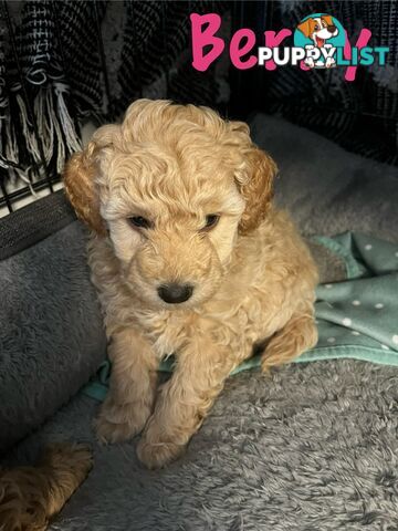 Adorable f1b male Spoodle Puppies for Sale - Ready for Their Forever Homes by 8th October!