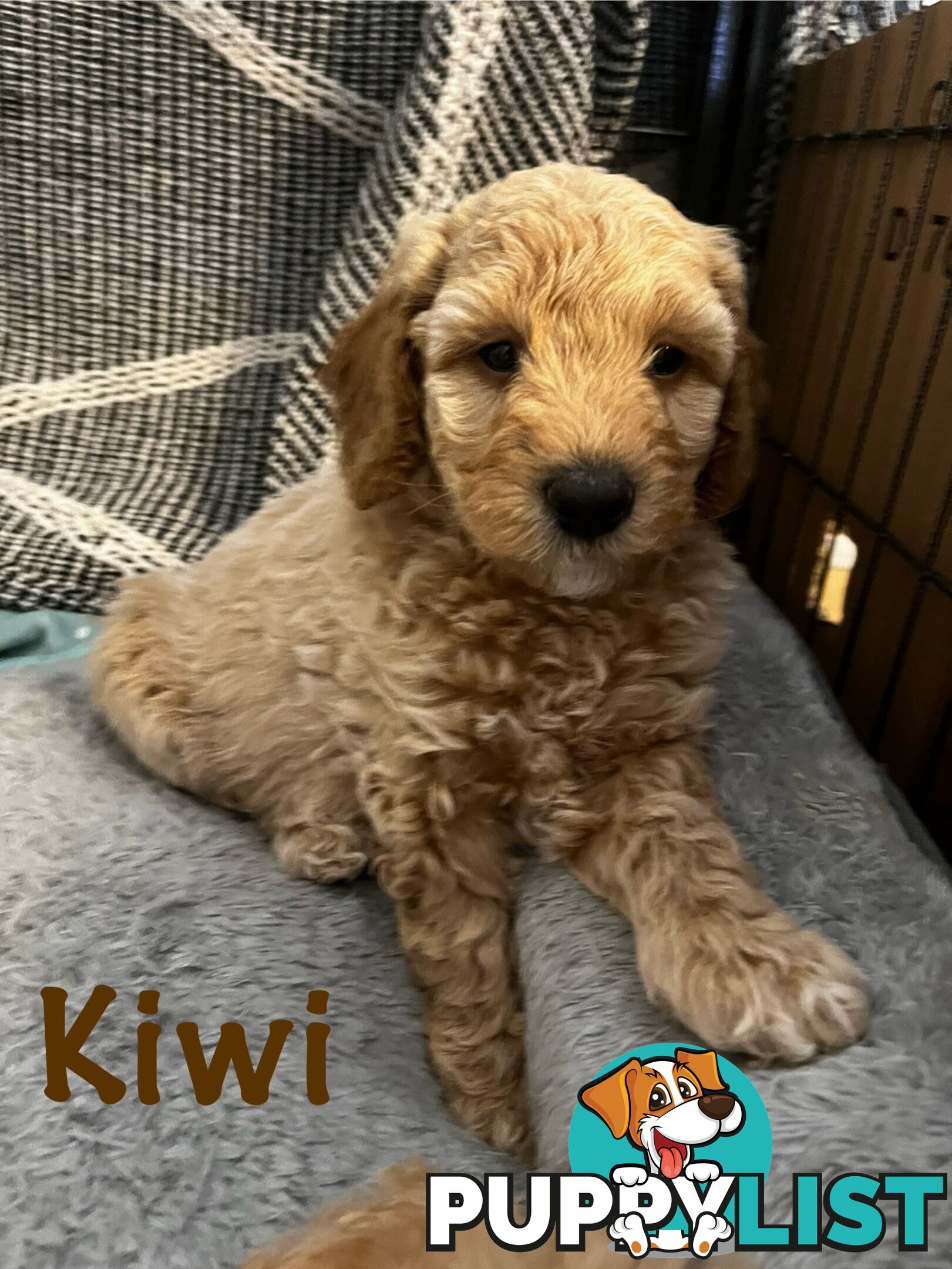 Adorable f1b male Spoodle Puppies for Sale - Ready for Their Forever Homes by 8th October!