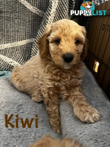 Adorable f1b male Spoodle Puppies for Sale - Ready for Their Forever Homes by 8th October!