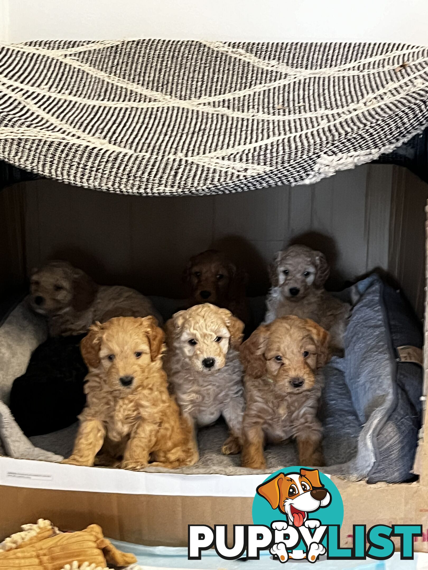 Adorable f1b male Spoodle Puppies for Sale - Ready for Their Forever Homes by 8th October!