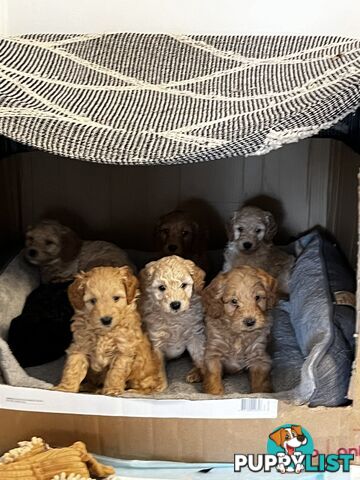 Adorable f1b male Spoodle Puppies for Sale - Ready for Their Forever Homes by 8th October!