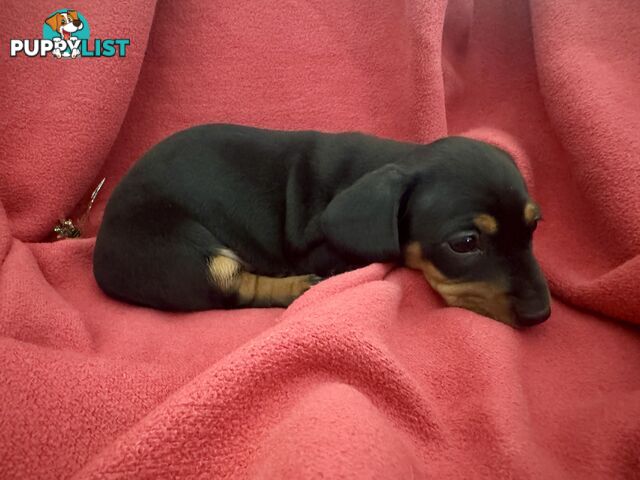 Miniature Dachshund