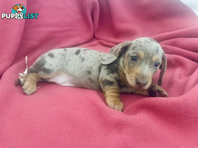 Miniature Dachshund