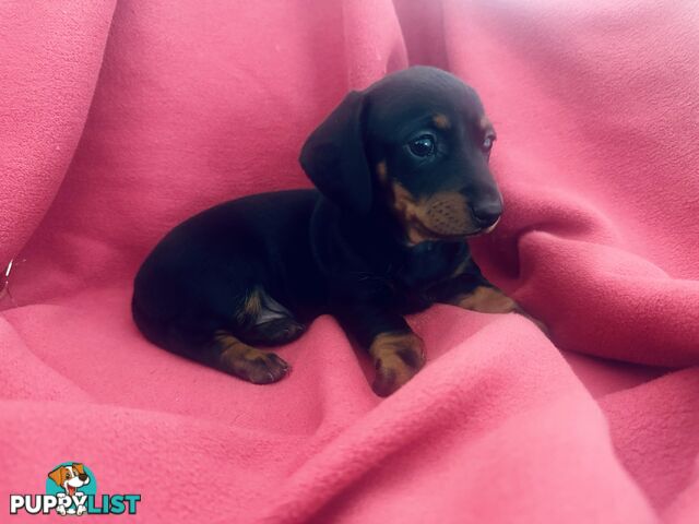 Miniature Dachshund