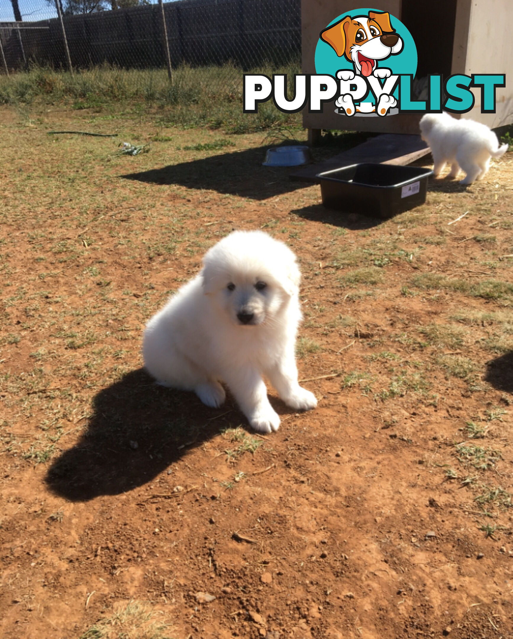 Pure bred Maremma pups for sale