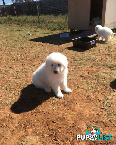 Pure bred Maremma pups for sale