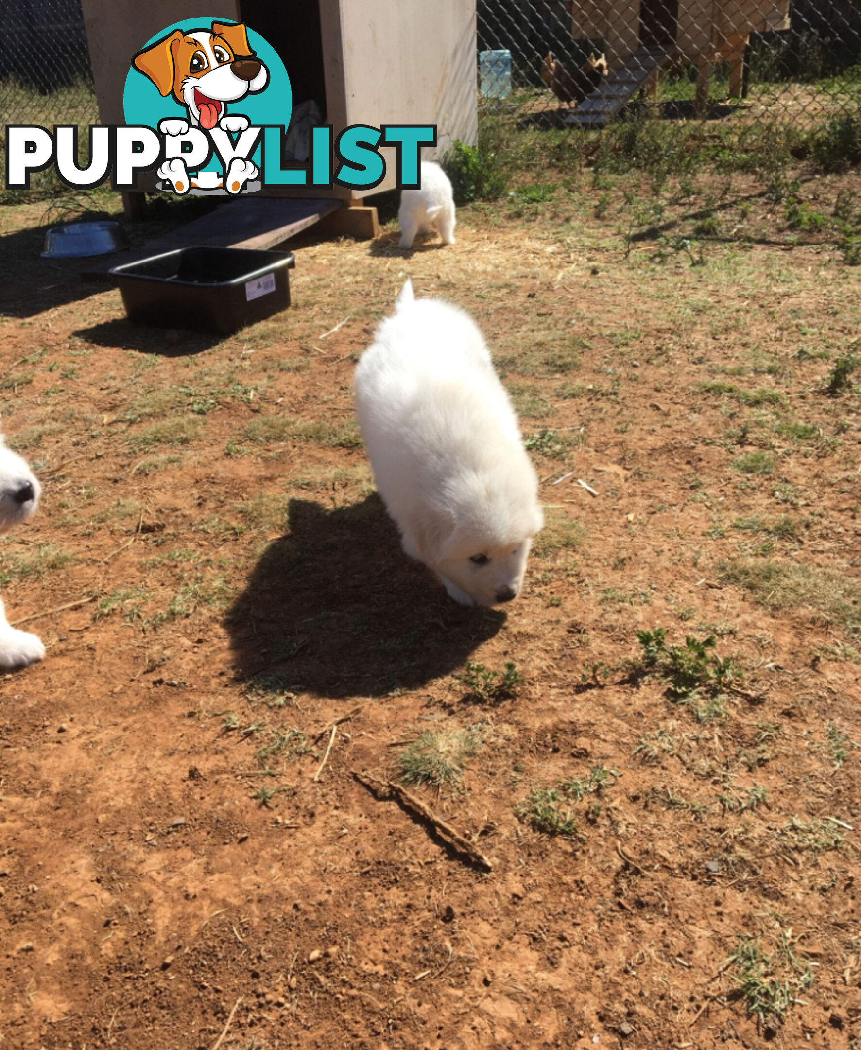 Pure bred Maremma pups for sale