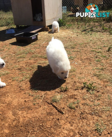 Pure bred Maremma pups for sale