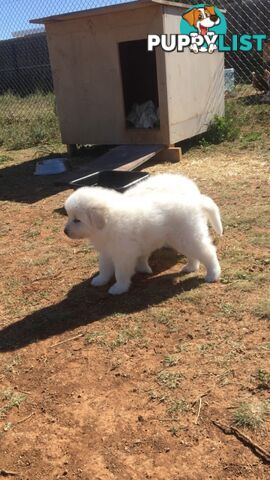 Pure bred Maremma pups for sale