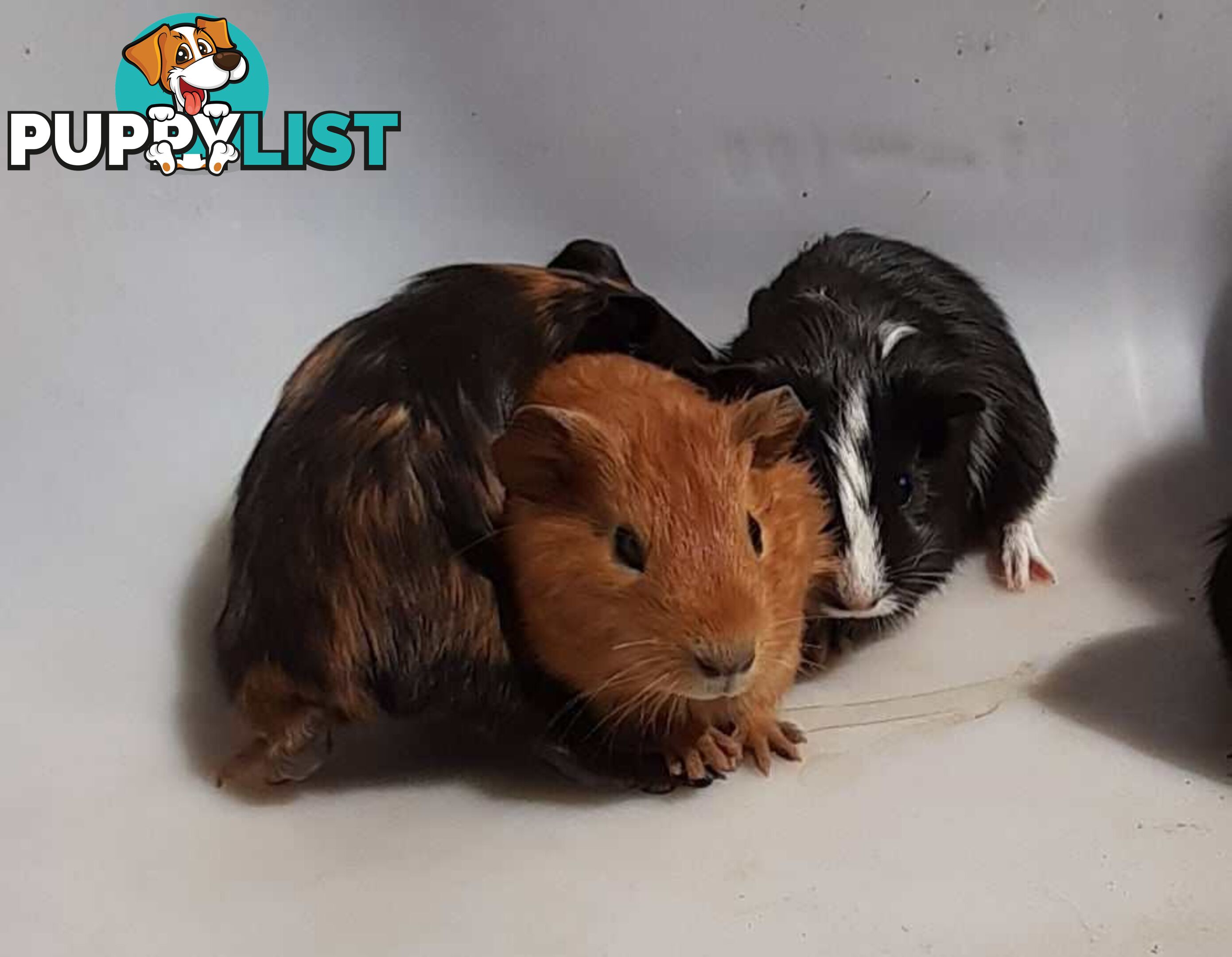 Guinea Pigs