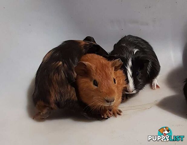 Guinea Pigs