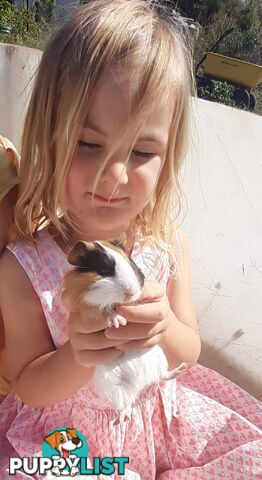 Guinea Pigs