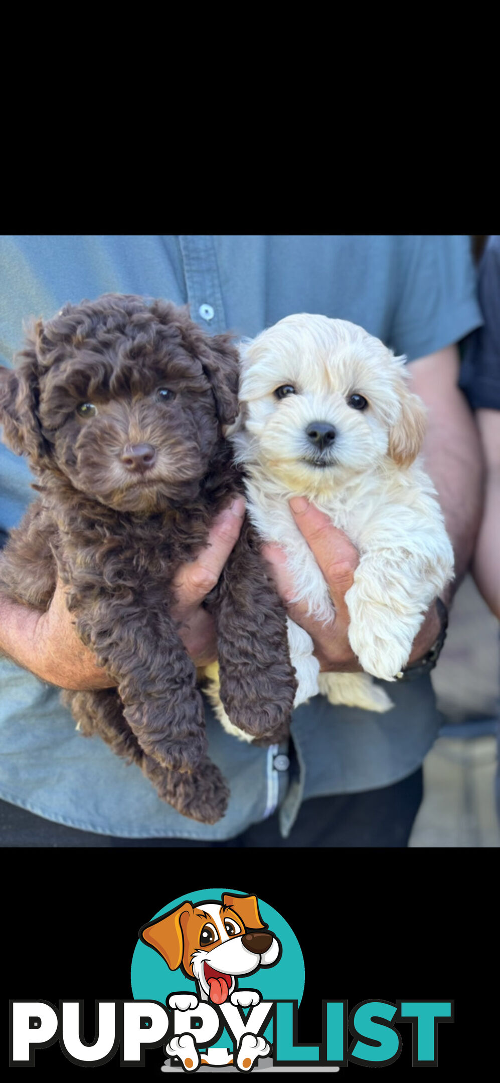 Shmoodle Puppies. Maltese-Shih Tzu x Toy Poodle