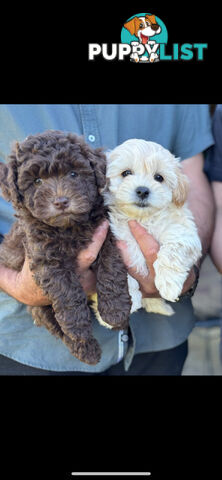 Shmoodle Puppies. Maltese-Shih Tzu x Toy Poodle