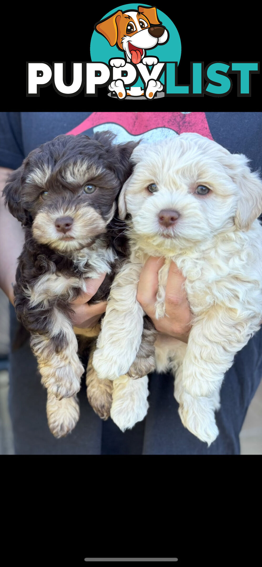 Shmoodle Puppies. Maltese-Shih Tzu x Toy Poodle