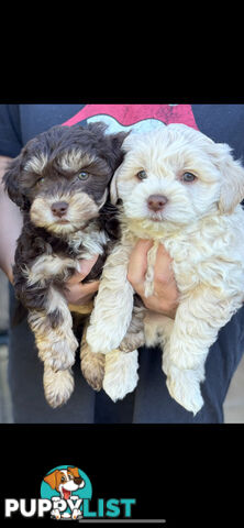 Shmoodle Puppies. Maltese-Shih Tzu x Toy Poodle