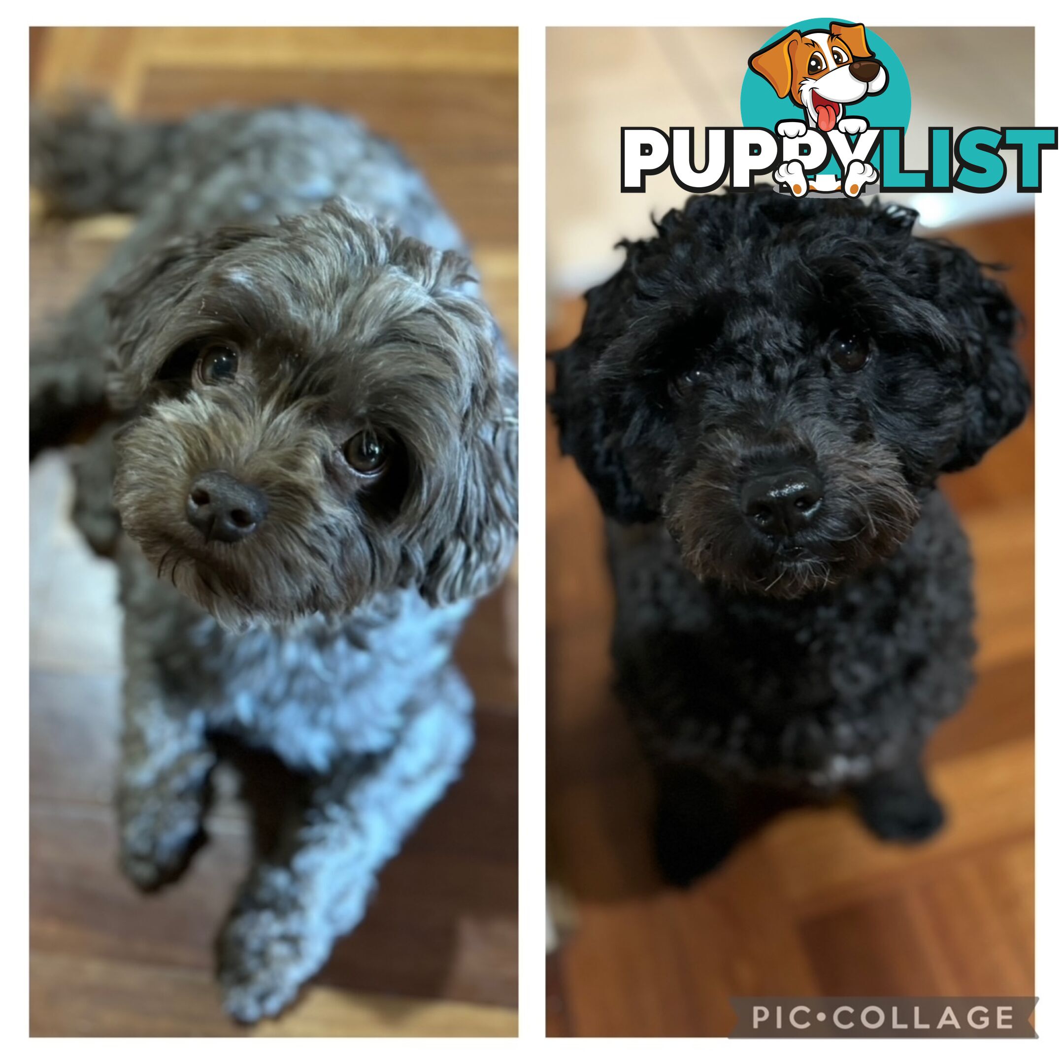 Shmoodle Puppies. Maltese-Shih Tzu x Toy Poodle