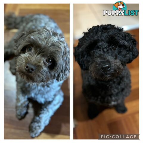 Shmoodle Puppies. Maltese-Shih Tzu x Toy Poodle
