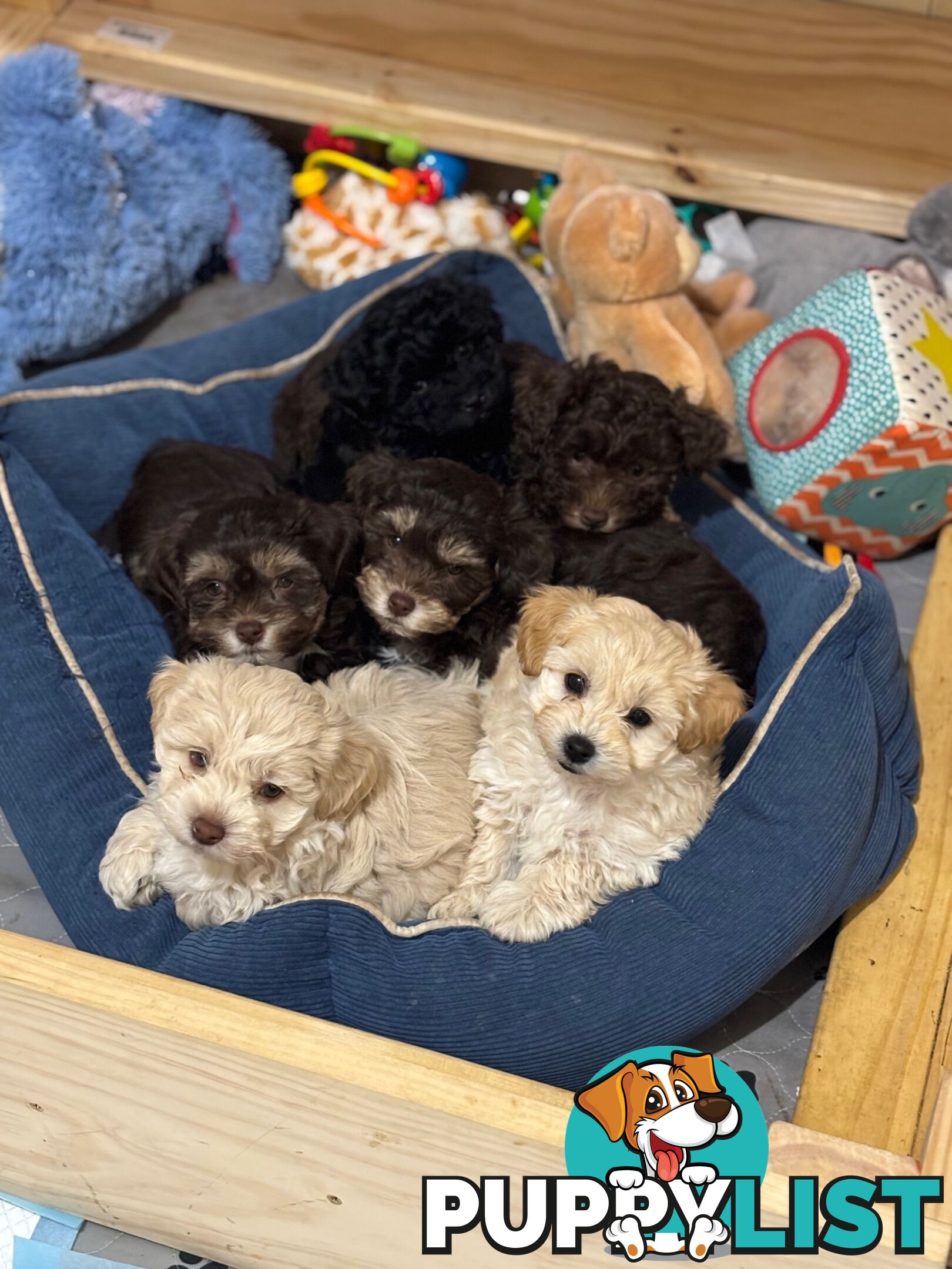 Shmoodle Puppies. Maltese-Shih Tzu x Toy Poodle