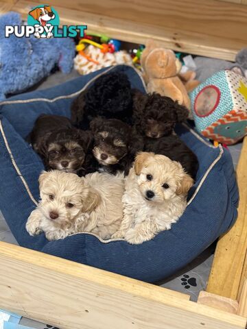 Shmoodle Puppies. Maltese-Shih Tzu x Toy Poodle