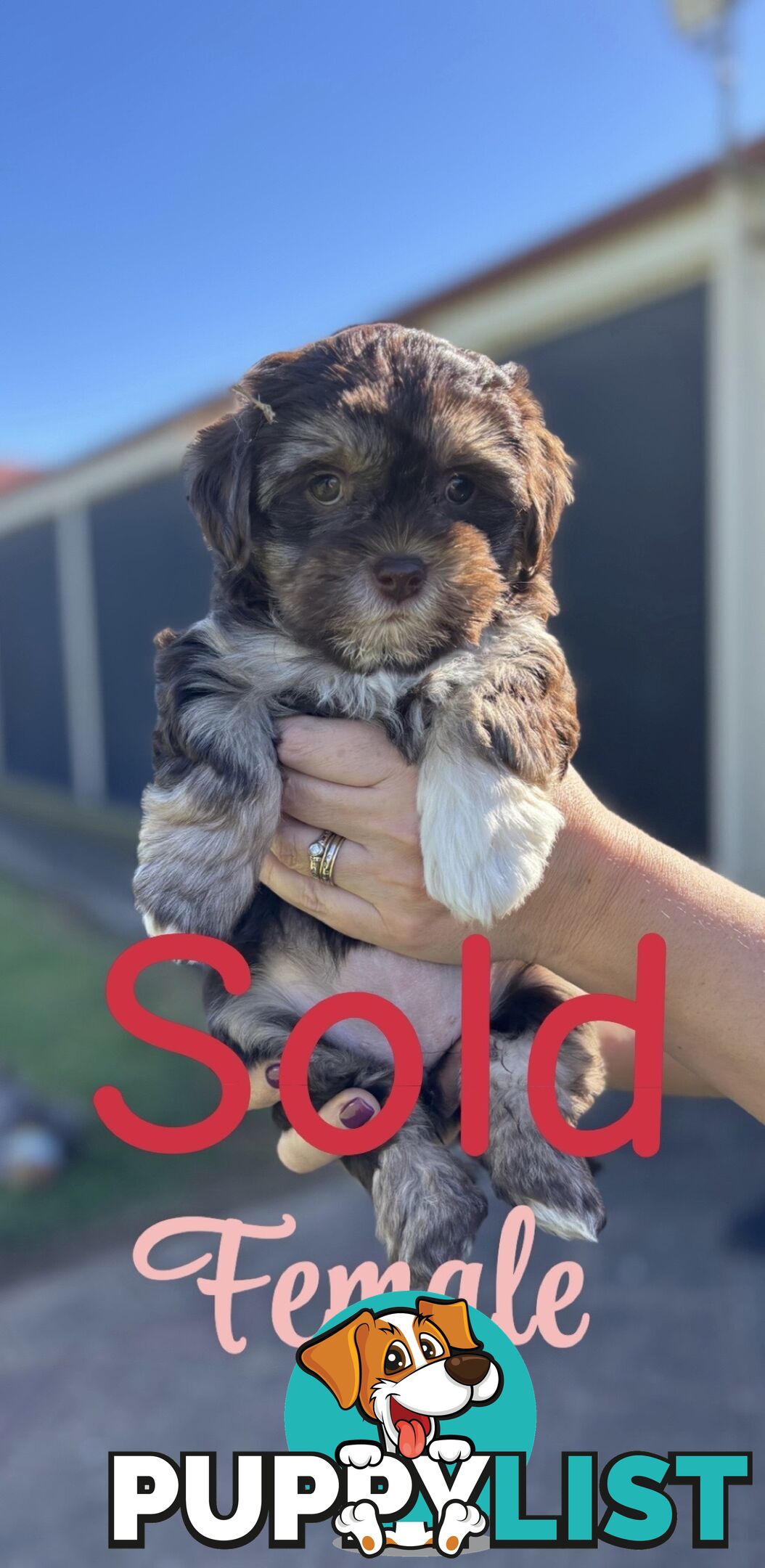Shmoodle Puppies. Maltese-Shih Tzu x Toy Poodle