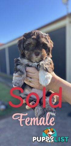 Shmoodle Puppies. Maltese-Shih Tzu x Toy Poodle