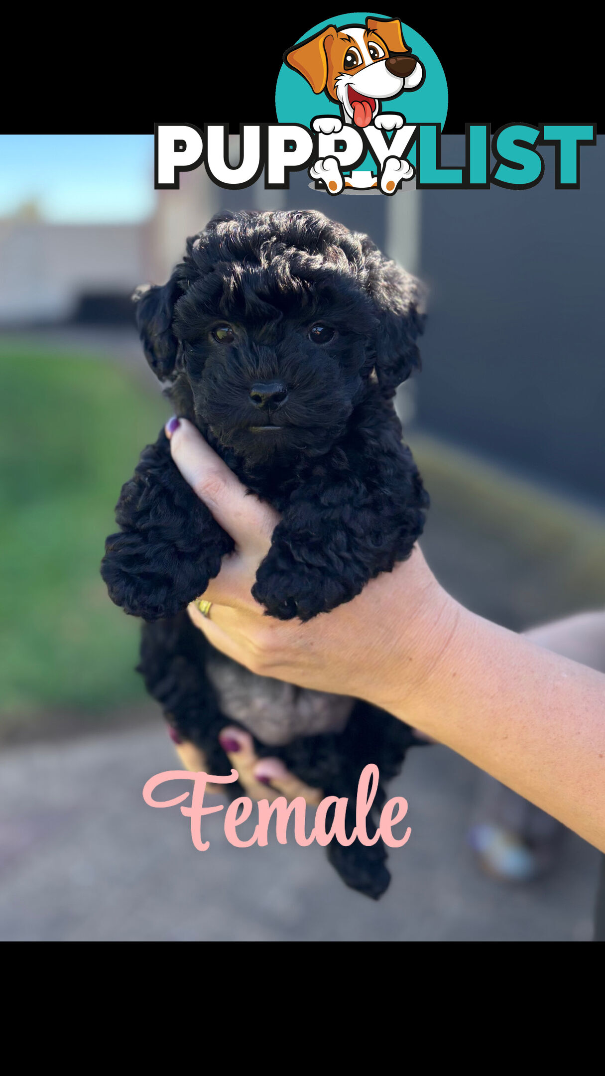 Shmoodle Puppies. Maltese-Shih Tzu x Toy Poodle
