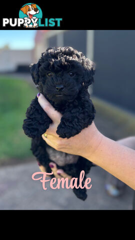 Shmoodle Puppies. Maltese-Shih Tzu x Toy Poodle